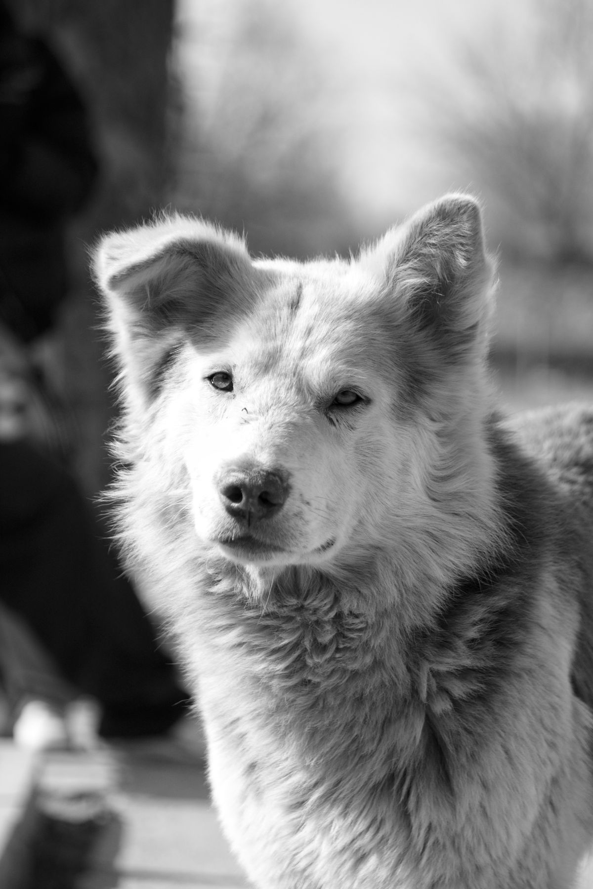 Luna, femela reproducătoare