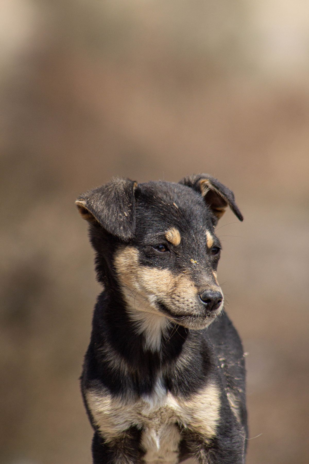 Lola, Ciobănesc Australian